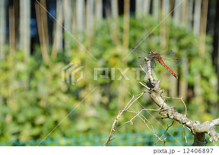 アキアカネ 12406897