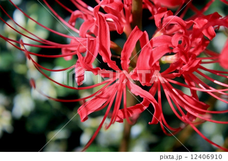 密生する彼岸花 12406910