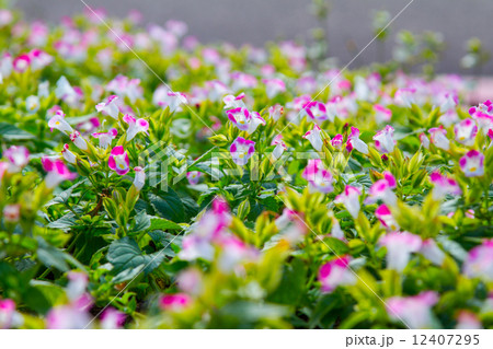 Pink begonia  12407295