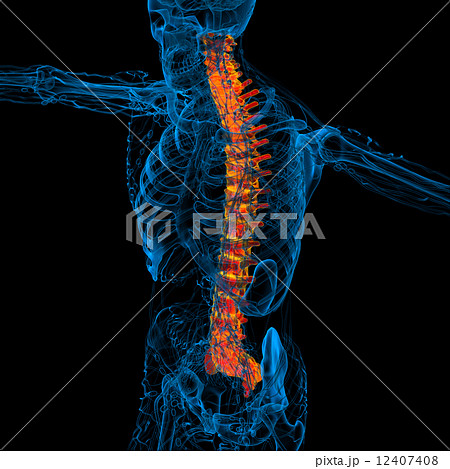 3d render medical illustration of the human spine 12407408