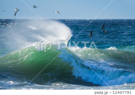 荒波と海鳥 12407791