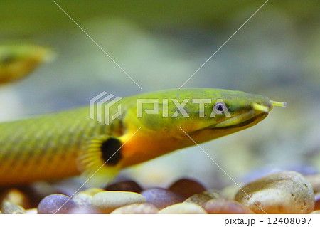 絶滅危惧種 アミメウナギ 準絶滅危惧 (NT) 絶滅危惧種 アミメウナギ 準絶滅危惧 (NT) 12408097