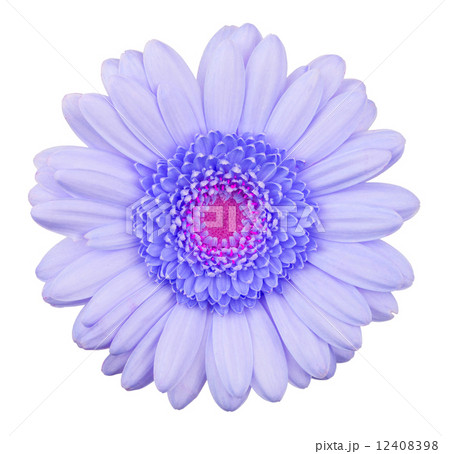 Blue gerbera flower isolated Blue gerbera flower isolated 12408398