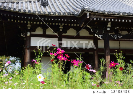 般若寺のコスモス 12408438