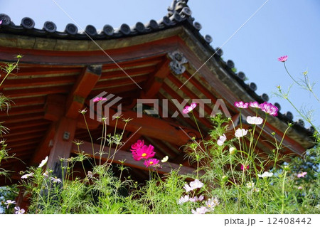 般若寺のコスモス 12408442