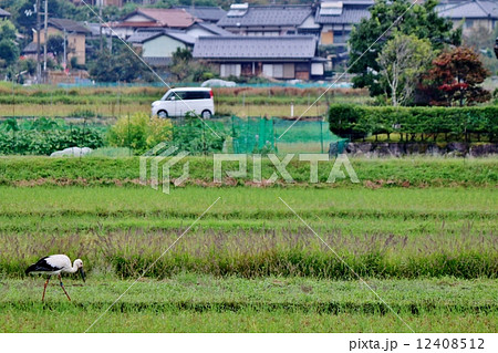コウノトリ 12408512
