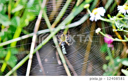 ナガコガネグモ ナガコガネグモ 12408581