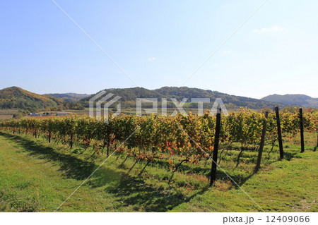宝水ワイナリー 岩見沢 北海道 ワイン 農園 宝水ワイナリー 岩見沢 北海道 ワイン 農園 12409066