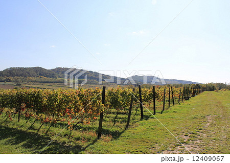宝水ワイナリー 岩見沢 北海道 ワイン 農園 宝水ワイナリー 岩見沢 北海道 ワイン 農園 12409067