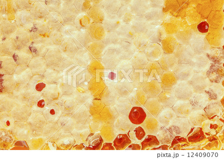 honey making in honeycombs honey making in honeycombs 12409070