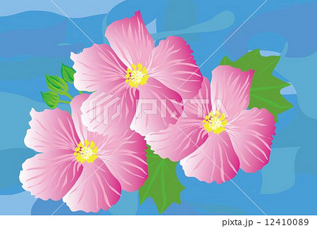 ピンクの可愛い芙蓉の花で水色の背景のイラスト素材