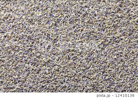 ラベンダー ラベンダー 12410136