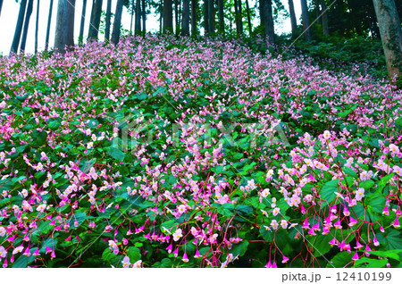 シュウカイドウ(秋海棠)の群落（埼玉県比企郡ときがわ町） 12410199
