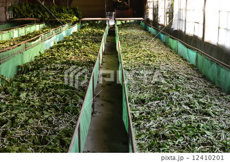 養蚕農家(埼玉県深谷市) 養蚕農家(埼玉県深谷市) 12410201