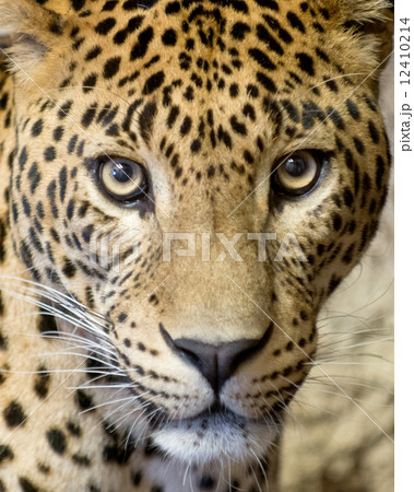 leopard leopard 12410214