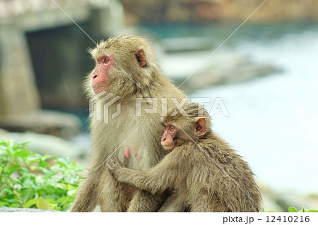 年賀16 母猿に寄り添う野猿の子供 横位置の写真素材