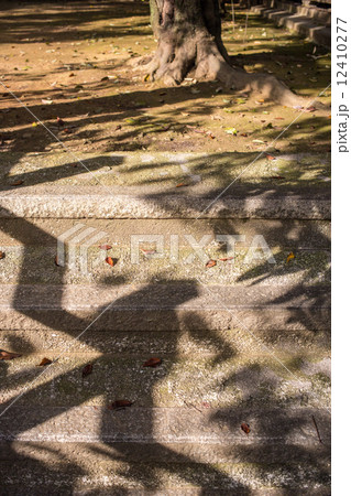 新熊野神社・秋の西日の地面 12410277