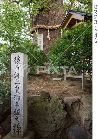 新熊野神社・後白河上皇お手植え樹齢800年の樟 12410281