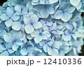 水色の紫陽花 12410336