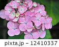 ピンク色の紫陽花 12410337