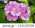 ピンク色の紫陽花 12410338