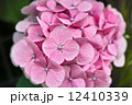 ピンク色の紫陽花 12410339