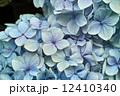 水色の紫陽花 12410340