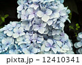 水色の紫陽花 12410341
