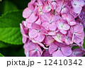 ピンク色の紫陽花 12410342
