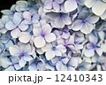 薄紫色の紫陽花 12410343