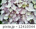 薄ピンク色の紫陽花 12410344