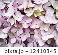 薄ピンク色の紫陽花 12410345