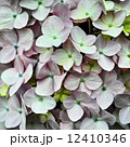 薄ピンク色の紫陽花 12410346