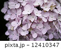 薄ピンク色の紫陽花 12410347