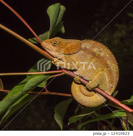 Colorful chameleon of Madagascar 12410623