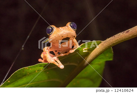 Boophis tree frog of Madagascar 12410624