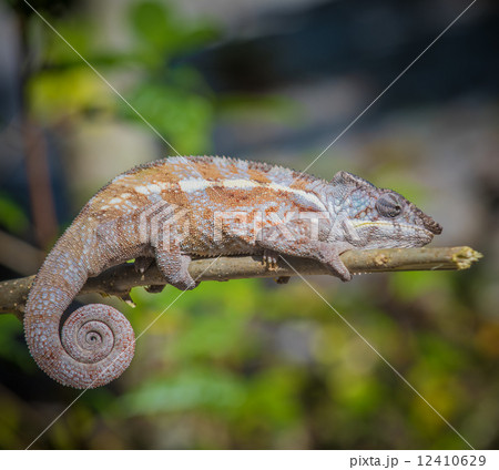Colorful chameleon of Madagascar 12410629