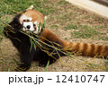 レッサーパンダ 12410747