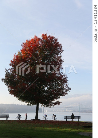 紅葉樹と人々ーAutumn Laeves and People 12411384