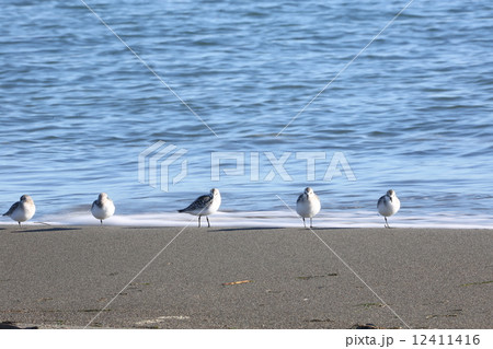 波打ち際のイソシギ達ーSandpipers in Seasore 12411416