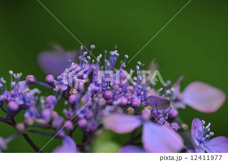 土佐の暁（アジサイ） 12411977