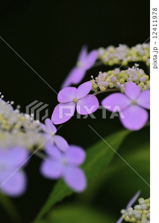 富岳(アジサイ) 富岳(アジサイ) 12411978