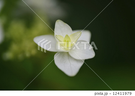 八重白扇（アジサイ） 12411979