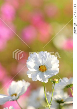 コスモス 12412214