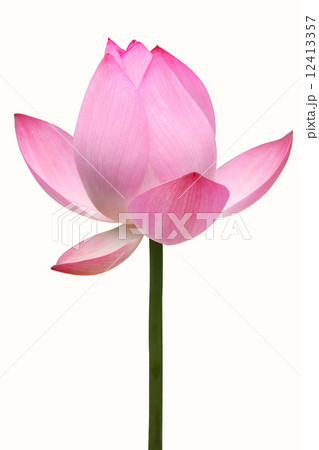 蓮の花 蓮の花 12413357