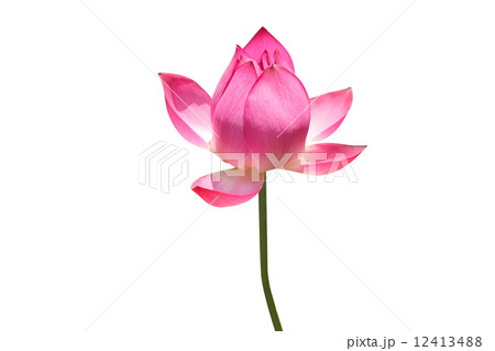 蓮の花 12413488