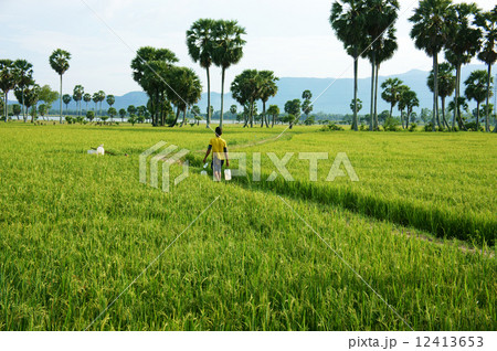 Farmer walking on green rice field Farmer walking on green rice field 12413653
