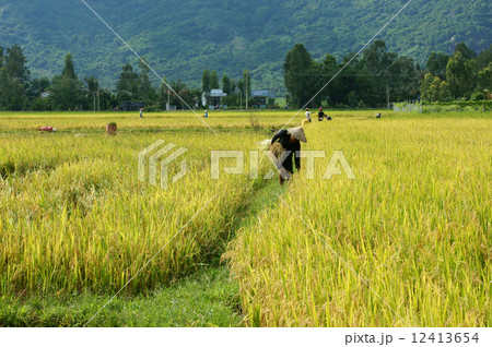 Farmer working on the reap paddy field 12413654