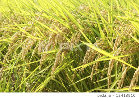 実りの秋　02 12413910