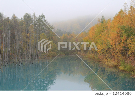 美瑛 青い池 北海道 絶景 自然 紅葉 美瑛 青い池 北海道 絶景 自然 紅葉 12414080